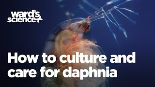 Caring and Culturing for Daphnia [upl. by Deery]