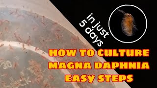 How to Culture Magna Daphnia Easily [upl. by Walczak]