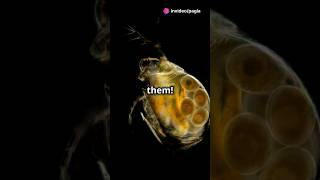 How to culture Daphnia for your Aquarium [upl. by Apthorp946]