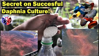 How to Culture Daphnia Successfully [upl. by Tine]