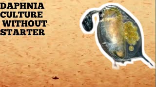 HOW TO CULTURE DAPHNIA NATURALLY WITHOUT A STARTER [upl. by Obala]