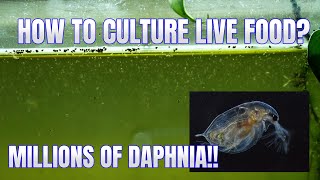 How to Culture Daphnia Secret Method to Breed MILLIONS  Simply Aquatic [upl. by Sisi757]