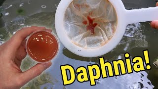 How I Culture Daphnia In Outdoor Tubs [upl. by Natanoy]