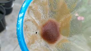 How to culture daphnia moina in a small container Part 1 English Subtitle [upl. by Champaigne3]