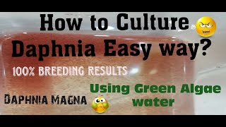 Daphnia MagnaHow to Culture Daphnia Easy wayCulturing Daphnia using Green water Daphnia [upl. by Eneloc]