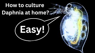 BEST Live Fish Food Beginner guide How to Culture Daphnia at home [upl. by Oigimer651]