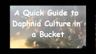 How to culture daphnia outside [upl. by Erbma]