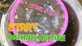 How to culture daphnia moina the easy way 1  Starting the Daphnia culture [upl. by Sunil]