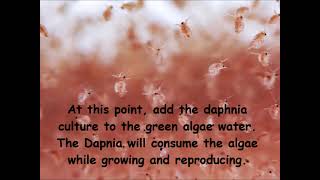 Daphnia  How to grow daphnia in your home [upl. by Anomahs]