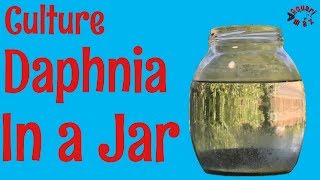 How to Culture Daphnia in a Jar [upl. by Had]