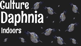 How to Culture Daphnia [upl. by Flita]