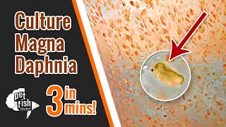 How to culture DAPHNIA MAGNA  The easy way [upl. by Arriet]