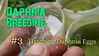 Daphnia Culture made simple and easy 3  Hatching Daphnia eggs [upl. by Eerrahs]