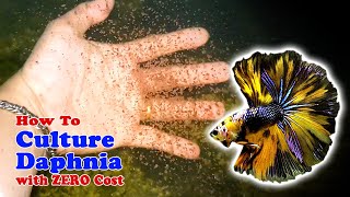 How to Culture Daphnia with ZERO Cost  Unlimited Live Food For Our Fish [upl. by Aihsikal]