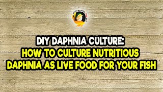 DIY Daphnia Culture How to Culture Nutritious Daphnia as Live Food for Your Fish [upl. by Eiddam]