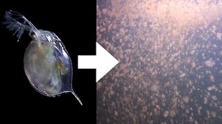 How I Culture Daphnia [upl. by Ivette]