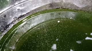 DAPHNIA MOINA CULTURE IN A SMALL BUCKET [upl. by Xella]