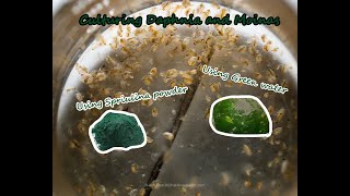 How To Culture Daphnia and Moinas using Green Water Spirulina powder [upl. by Macleod]