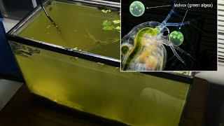 Raising Daphnia for the Freshwater Aquarium [upl. by Nawuq]