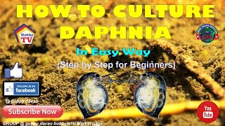 HOW TO CULTURE DAPHNIA In Easy Way [upl. by Ilesara]